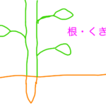 【中学受験】楽しい理科第4回　一問一答と解説　生物編①植物「根・くき・葉」